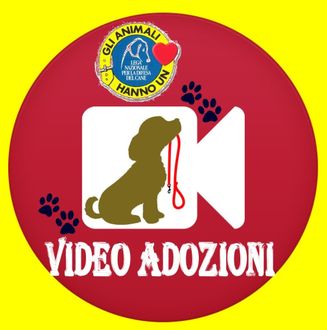 video adozioni
